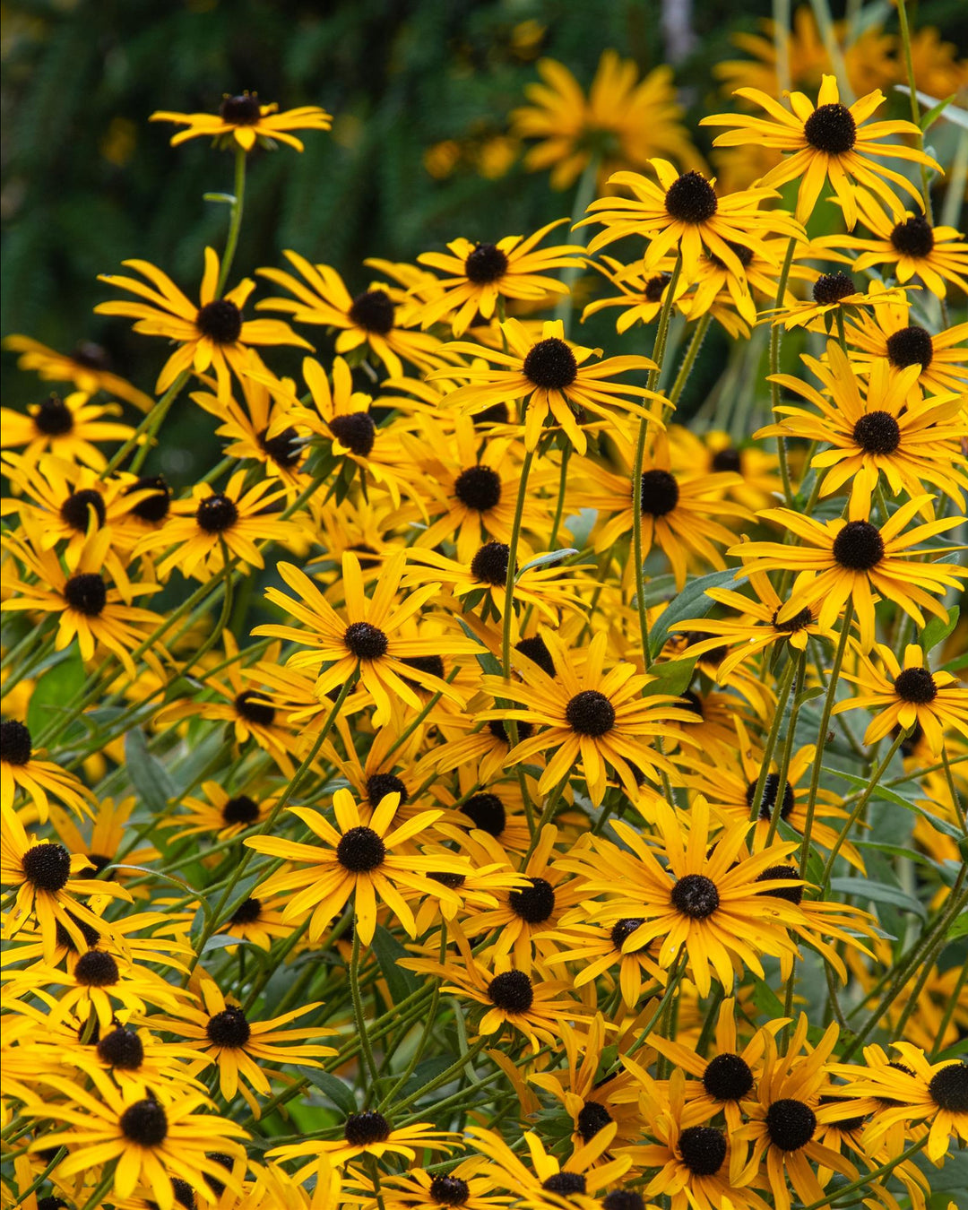 Rudbeckia hirta (Black-eyed Susan)