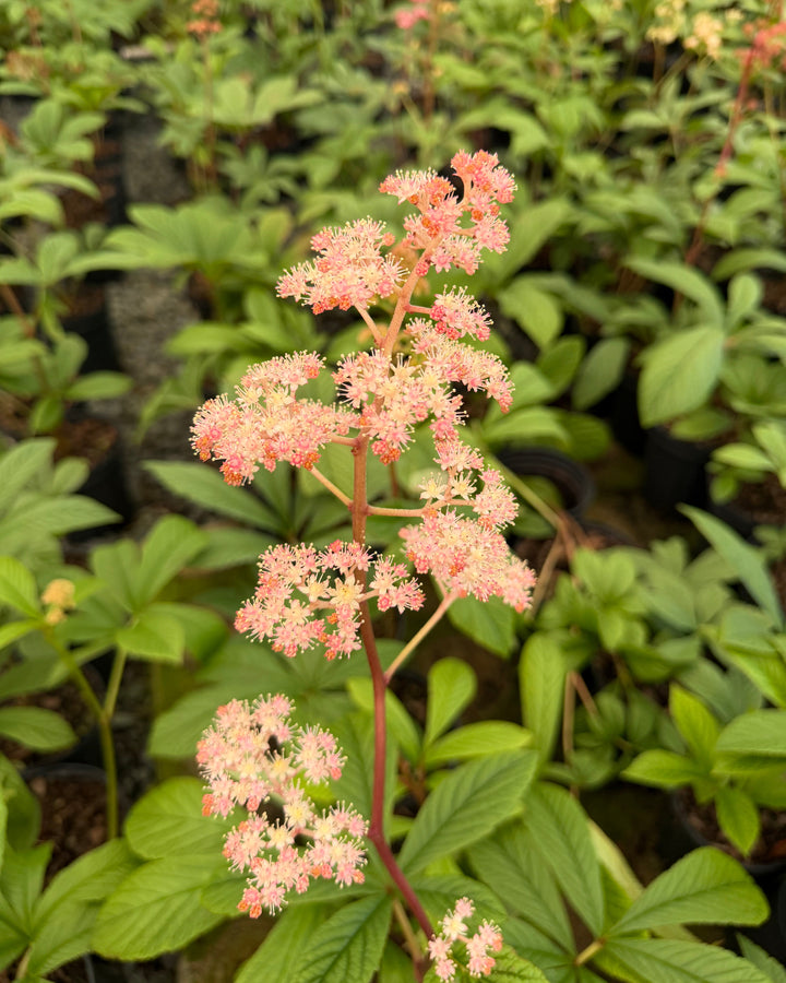 Rodgersia aesculifolia (Rodger's Flower)