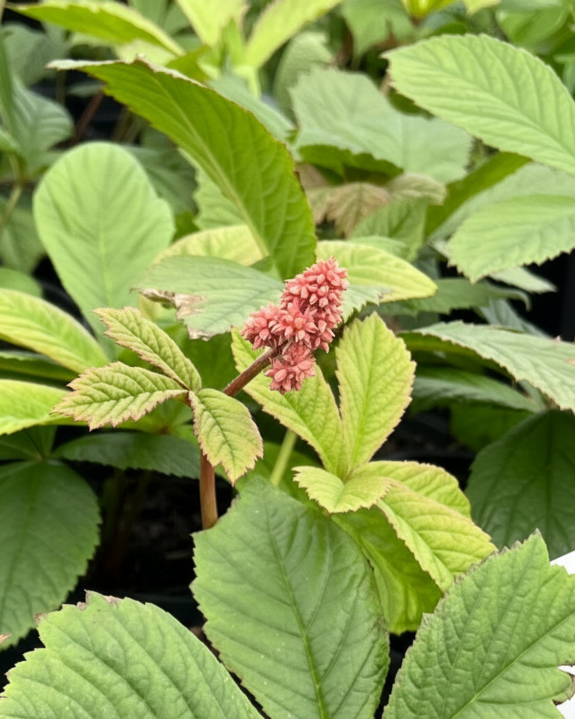 Rodgersia aesculifolia (Rodger's Flower)