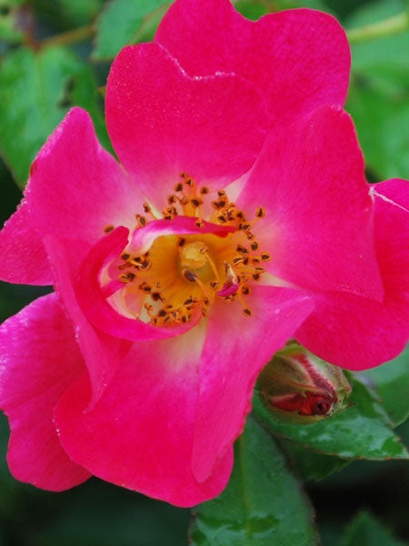 Rosa Pink Drift®