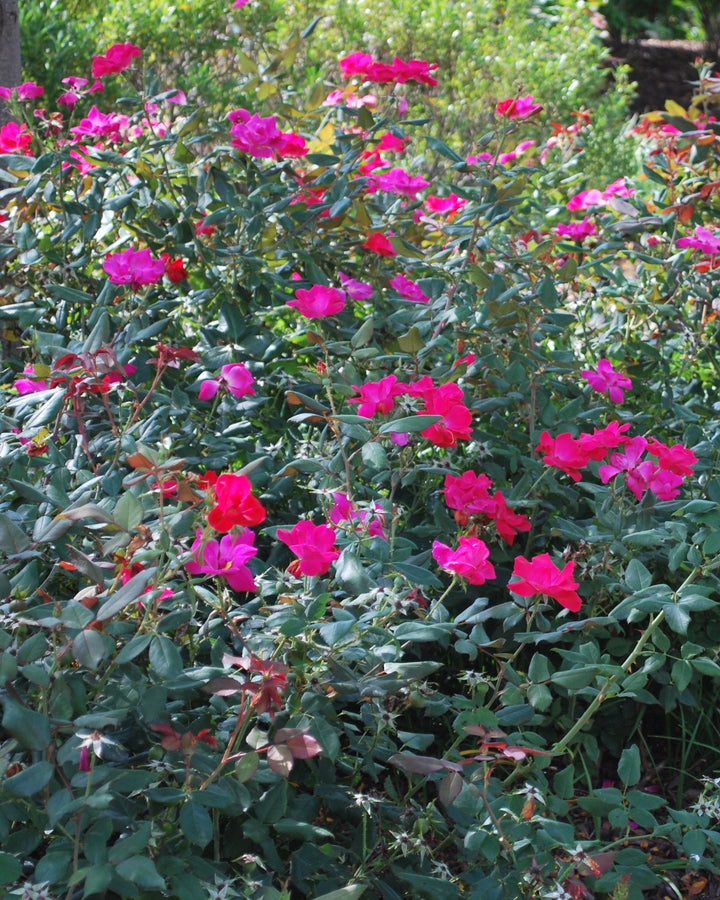 Rosa Red Knock Out®