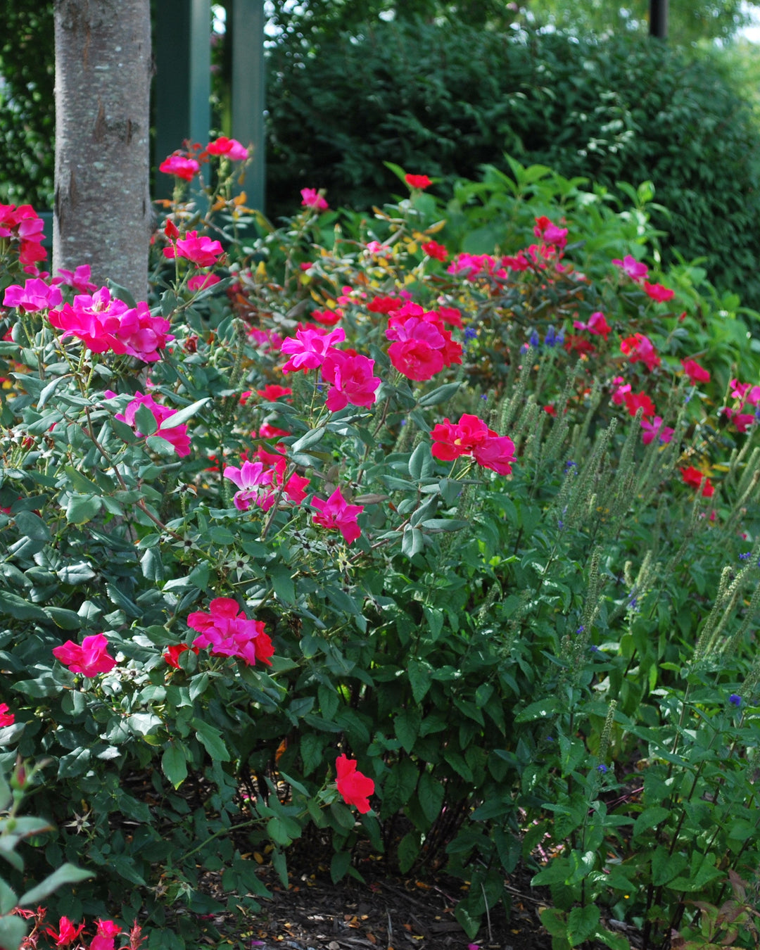 Rosa Red Knock Out®