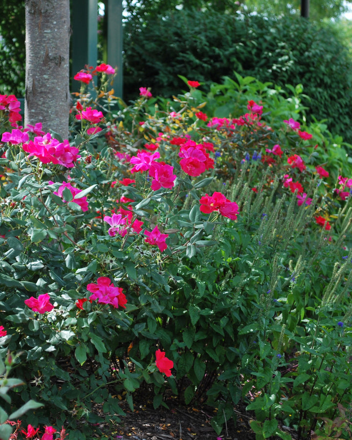 Rosa Red Knock Out®