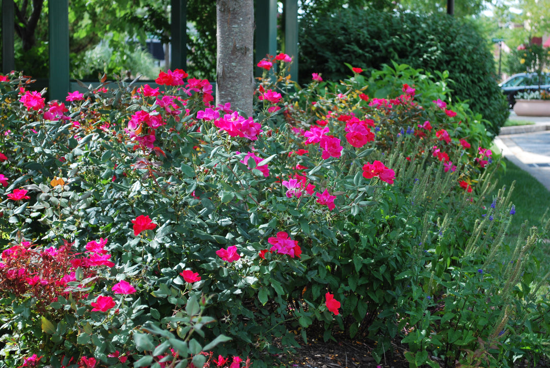 Rosa Red Knock Out®