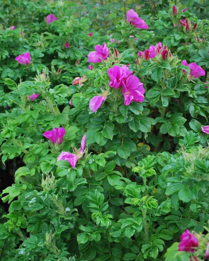 Rosa rugosa (Beach Rose)