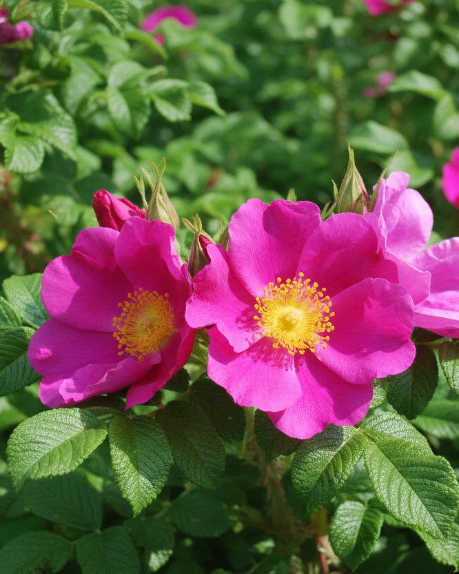 バラ苗切りバラ苗　P♡r♡dise beach Rose Rosa rugosa (Beach Rose) – Perennial Farm Marketplace