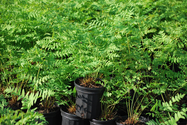 Osmunda regalis (Royal Fern)