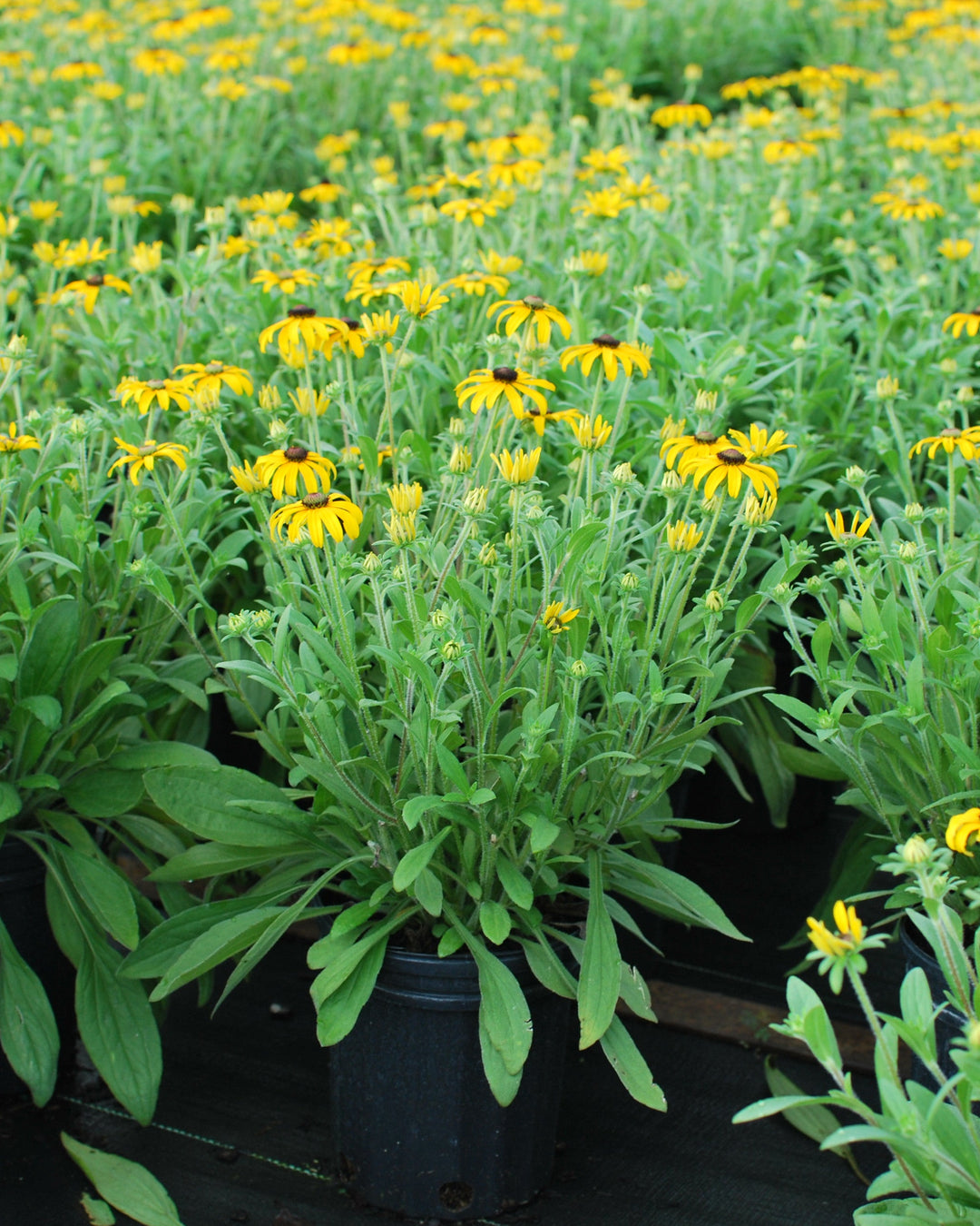 Rudbeckia x 'American Gold Rush' (Black-eyed Susan)