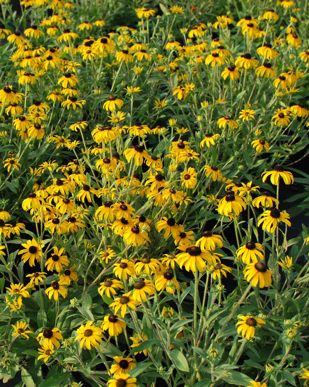 Rudbeckia x 'American Gold Rush' (Black-eyed Susan)