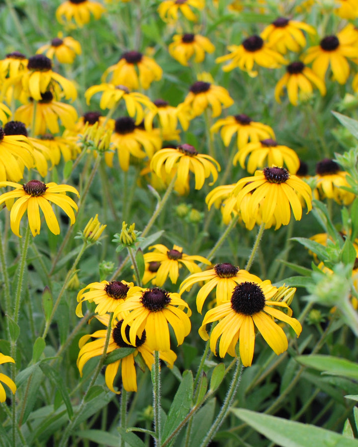 Rudbeckia x 'American Gold Rush' (Black-eyed Susan)