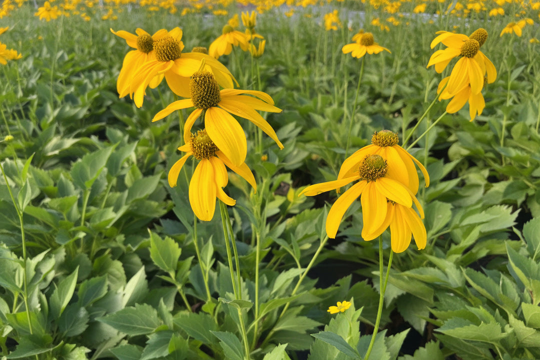 Rudbeckia l. 'Autumn Sun' (Coneflower)