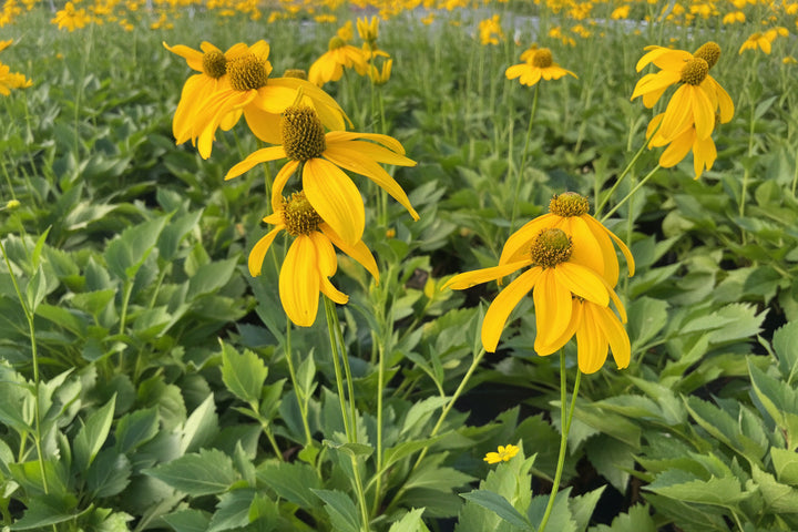 Rudbeckia l. 'Autumn Sun' (Coneflower)