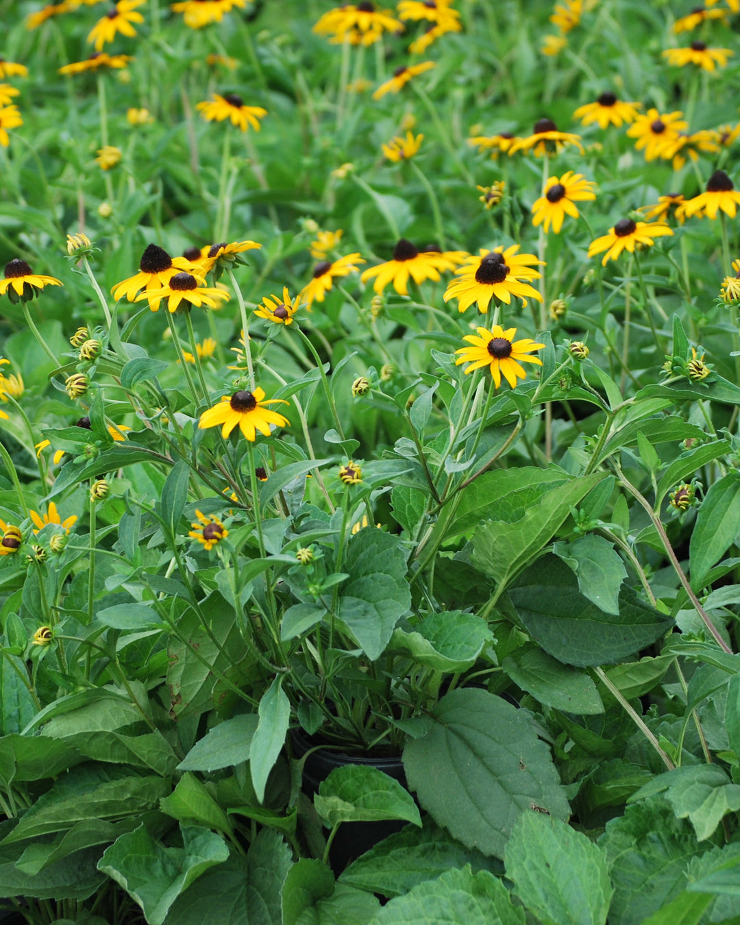 Rudbeckia f. 'Goldsturm' (Black Eyed Susan)