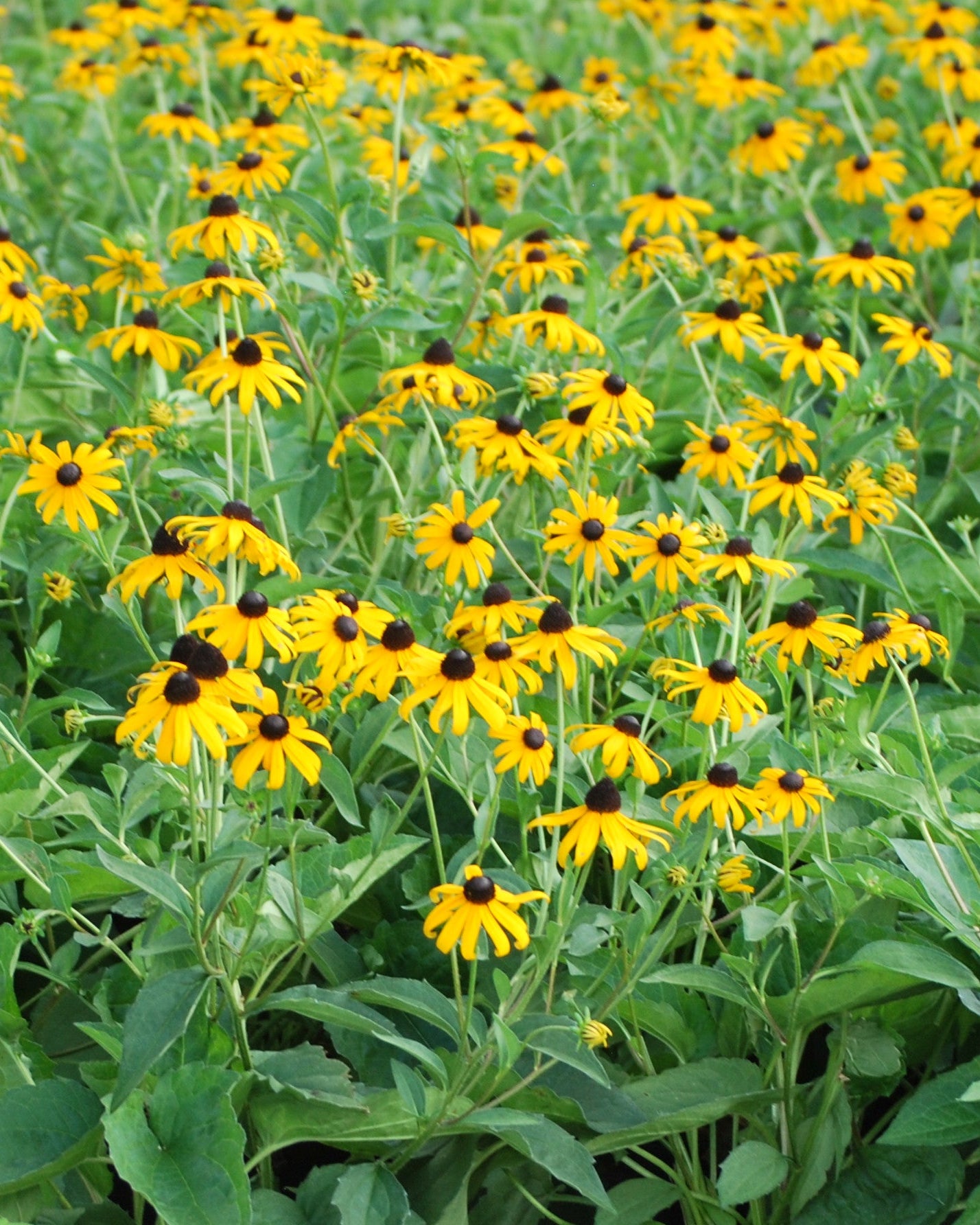 black-eyed susan goldsturm rudbeckia - live plant - gallon pot Rudbeckia f. 'Goldsturm' (Black Eyed Susan) – Perennial Farm Marketplace