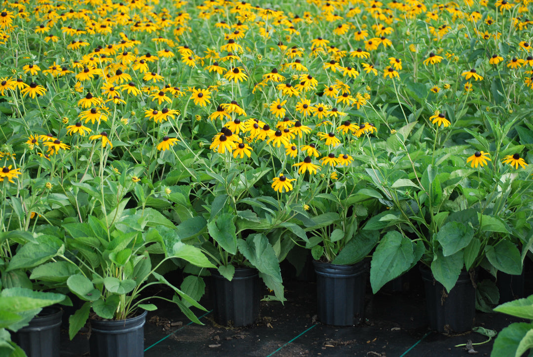 Rudbeckia f. 'Goldsturm' (Black Eyed Susan)
