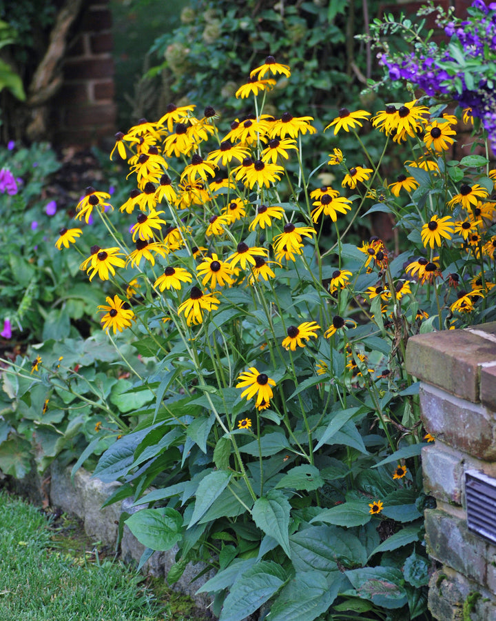 Rudbeckia f. 'Goldsturm' (Black Eyed Susan)
