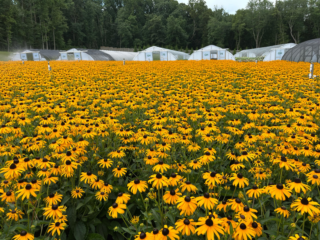 Rudbeckia f. 'Goldsturm' (Black Eyed Susan)