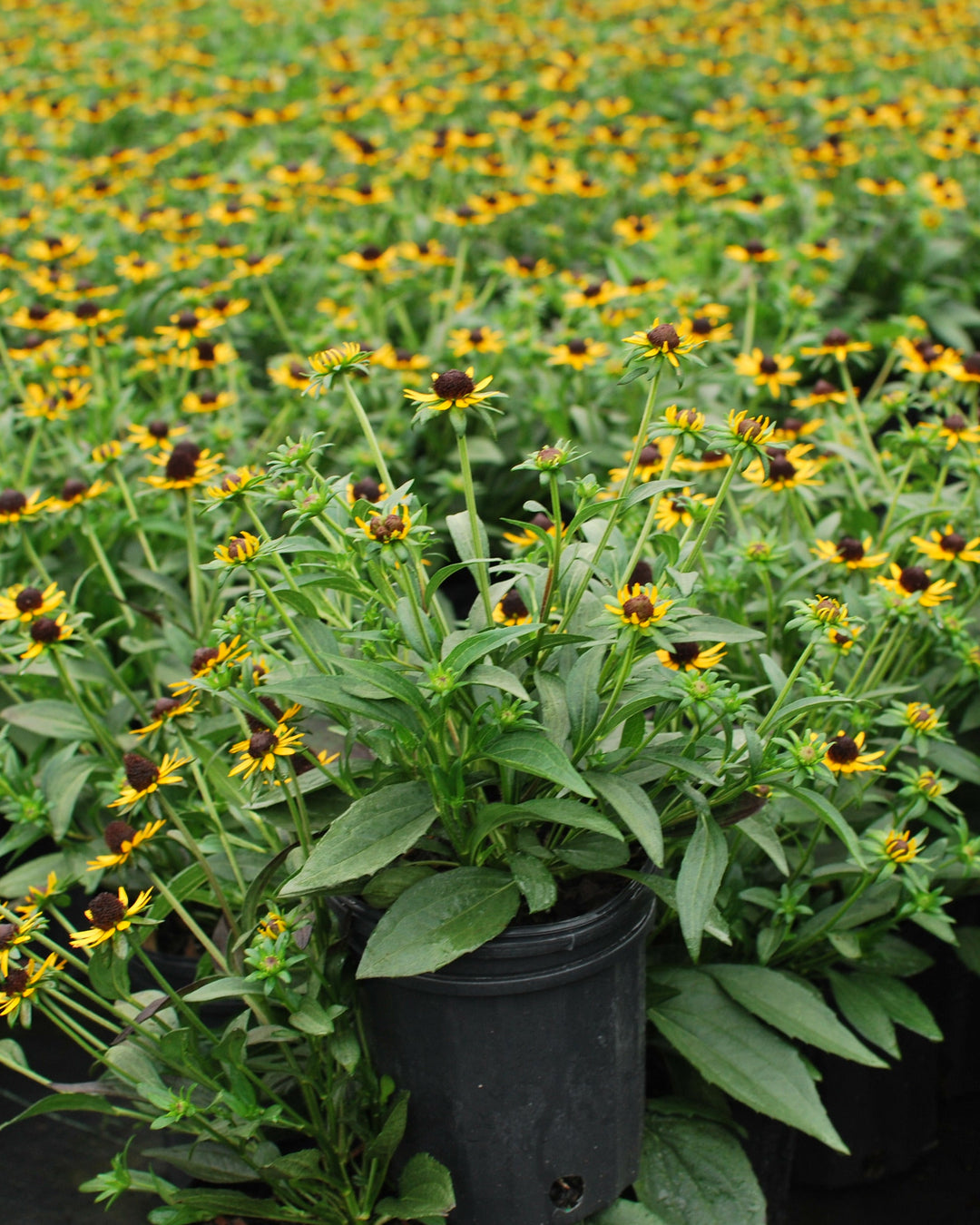Rudbeckia fulgida var. sullivantii 'Little Goldstar' (Dwarf Black-Eyed Susan)