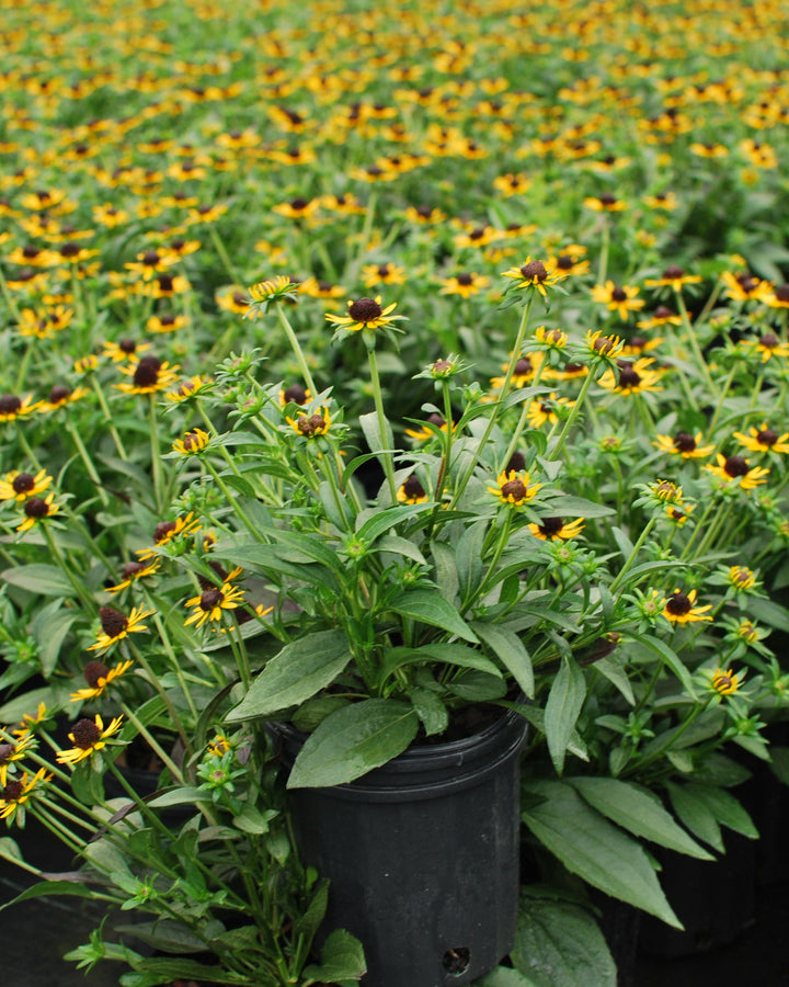 Rudbeckia fulgida var. sullivantii 'Little Goldstar' (Dwarf Black-Eyed Susan)