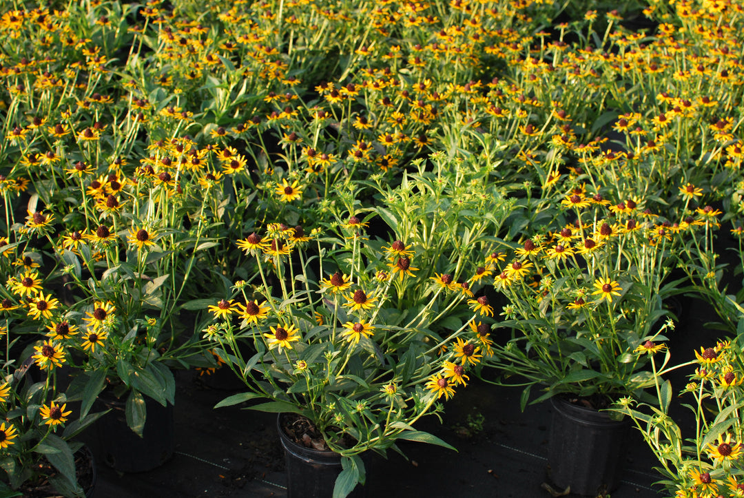 Rudbeckia fulgida var. sullivantii 'Little Goldstar' (Dwarf Black-Eyed Susan)