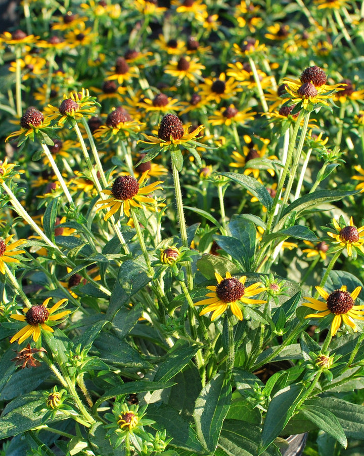 Rudbeckia fulgida var. sullivantii 'Little Goldstar' (Dwarf Black-Eyed Susan)