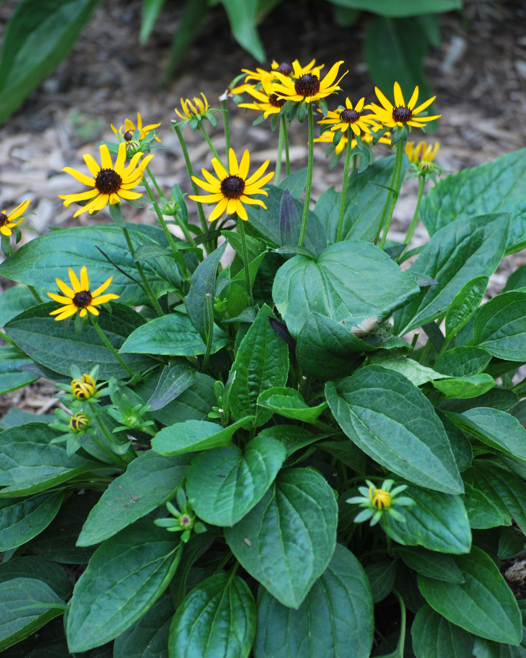 Rudbeckia fulgida var. sullivantii 'Little Goldstar' (Dwarf Black-Eyed Susan)