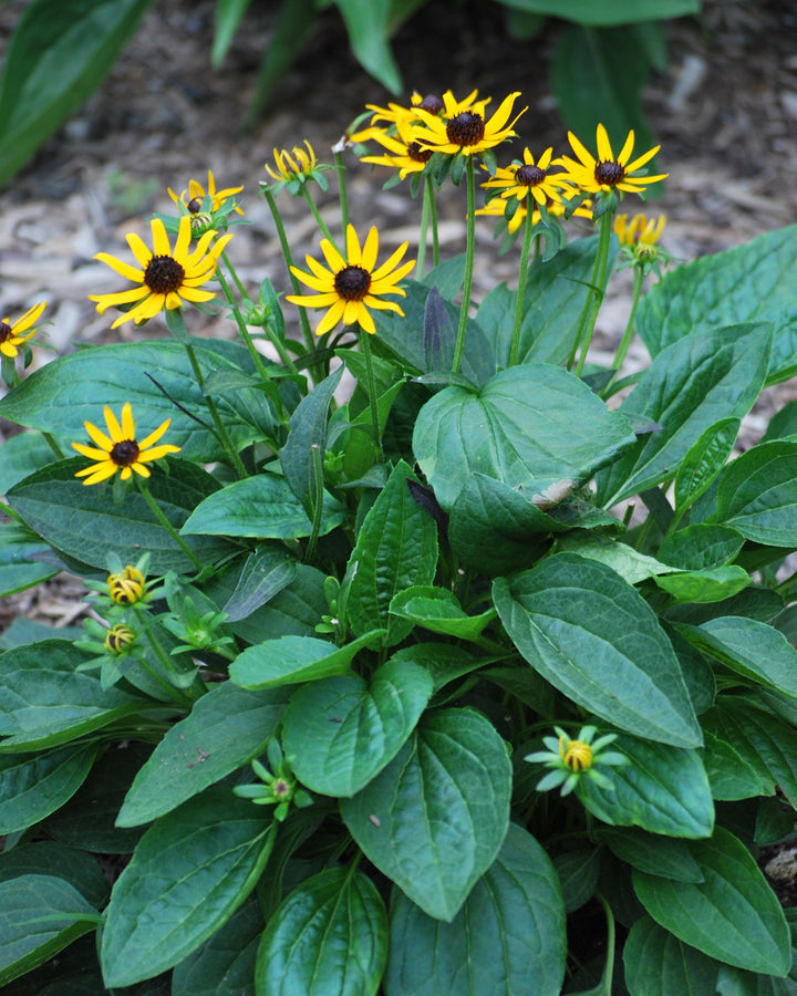 Rudbeckia fulgida var. sullivantii 'Little Goldstar' (Dwarf Black-Eyed Susan)