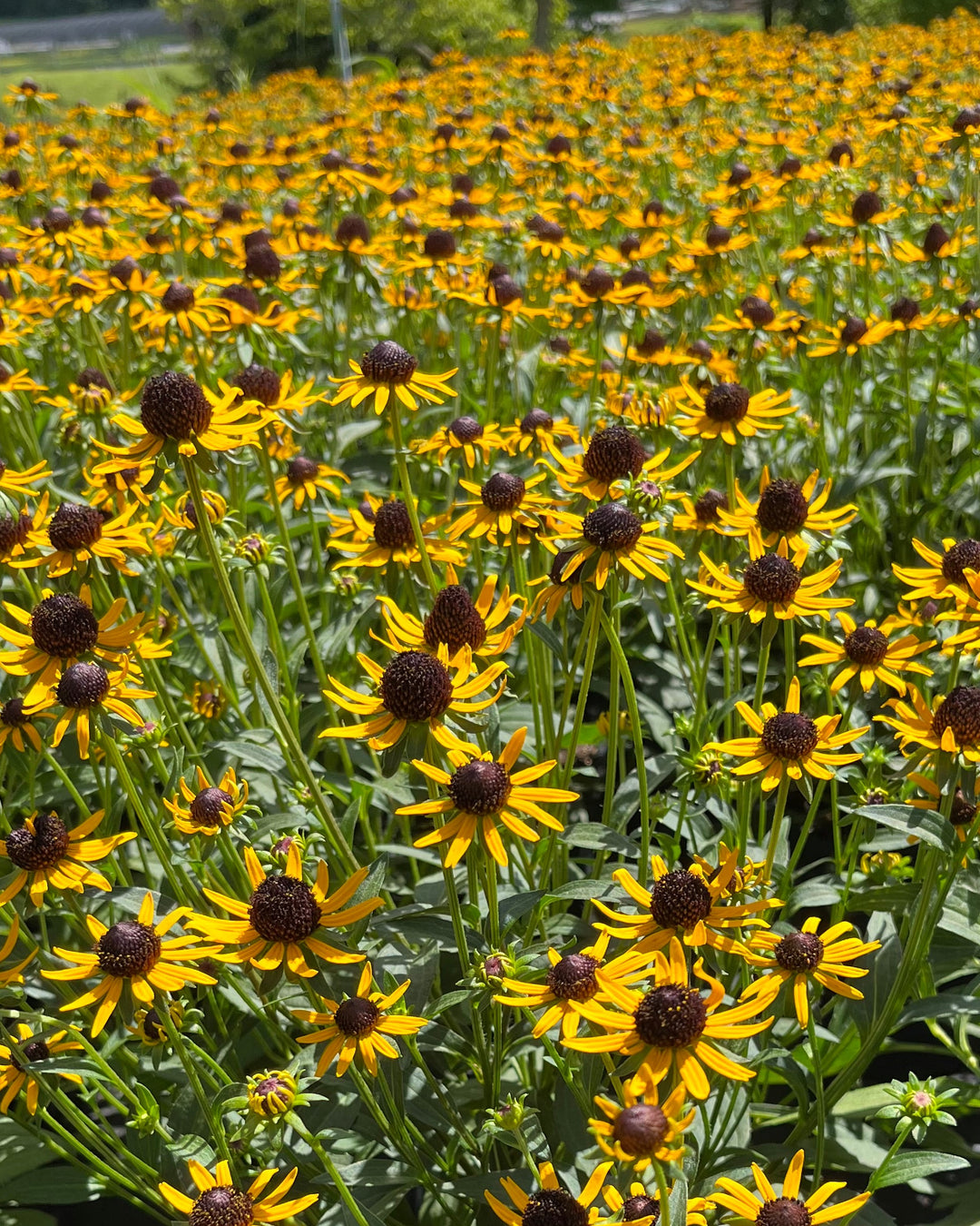 Rudbeckia fulgida var. sullivantii 'Little Goldstar' (Dwarf Black-Eyed Susan)