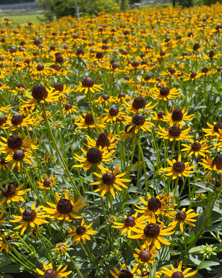 Rudbeckia fulgida var. sullivantii 'Little Goldstar' (Dwarf Black-Eyed Susan)