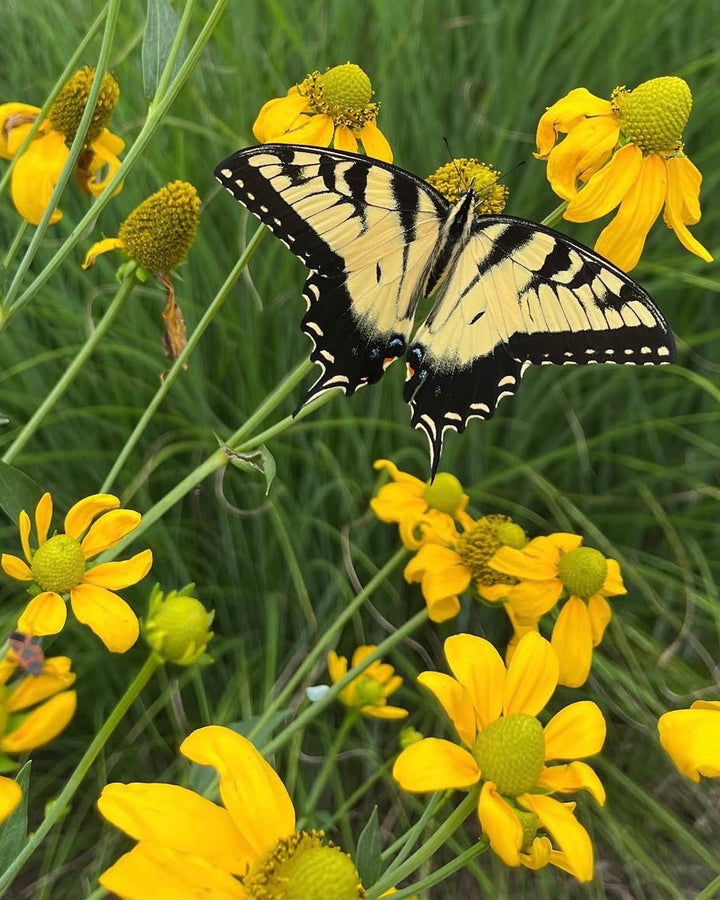 Rudbeckia l. 'Autumn Sun' (Coneflower)