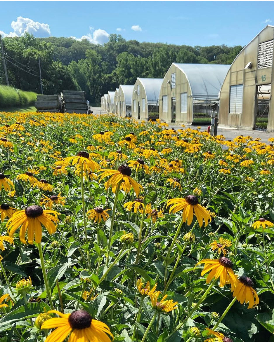Rudbeckia f. 'Goldsturm' (Black Eyed Susan)