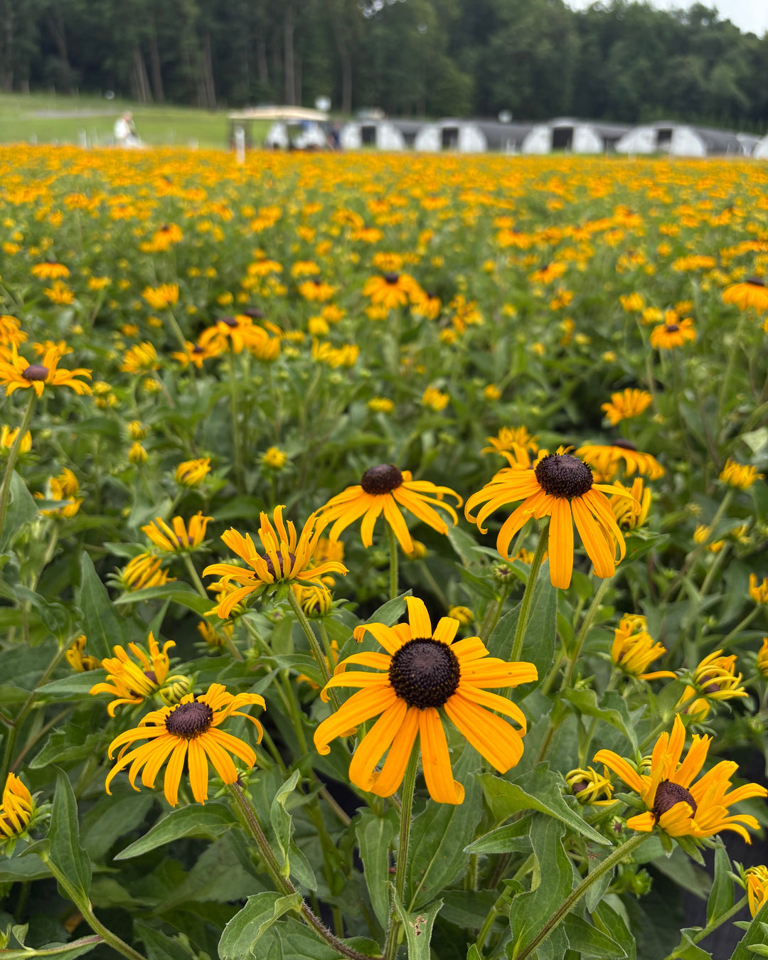 Rudbeckia f. 'Goldsturm' (Black Eyed Susan)