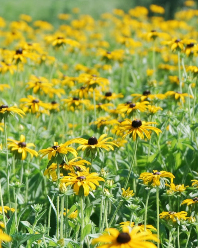 Rudbeckia fulgida var. deamii (Black Eyed Susan)