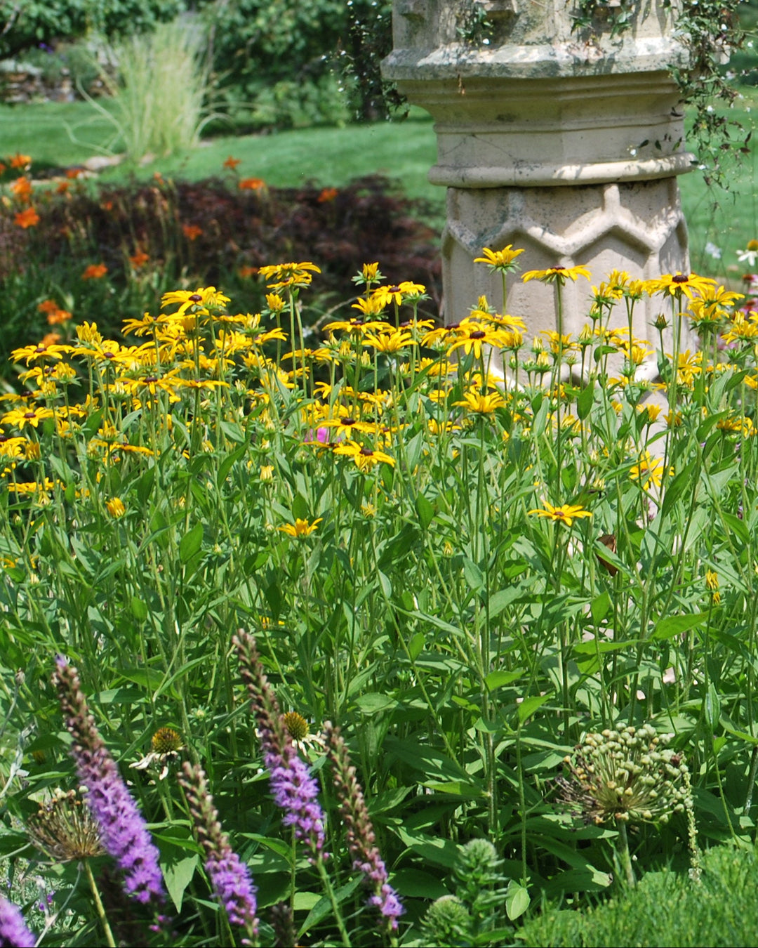 Rudbeckia fulgida var. deamii (Black Eyed Susan)