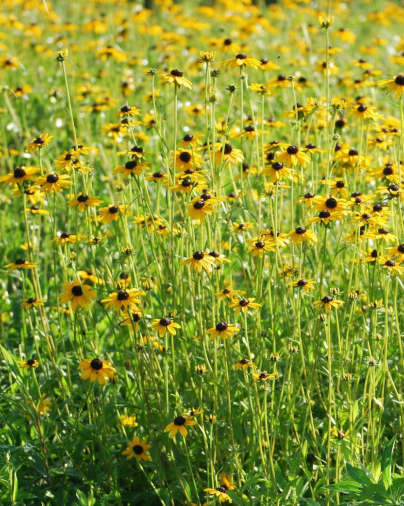 Rudbeckia fulgida var. fulgida (Black-Eyed Susan)