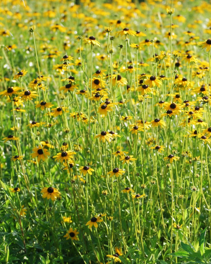 Rudbeckia fulgida var. fulgida (Black-Eyed Susan)