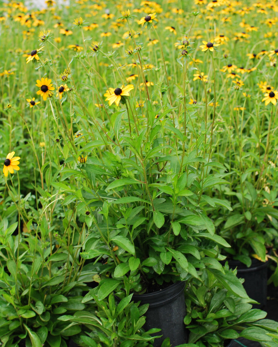 Rudbeckia fulgida var. fulgida (Black-Eyed Susan)