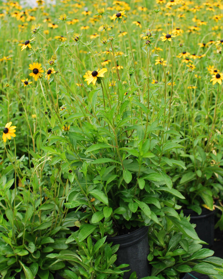 Rudbeckia fulgida var. fulgida (Black-Eyed Susan)