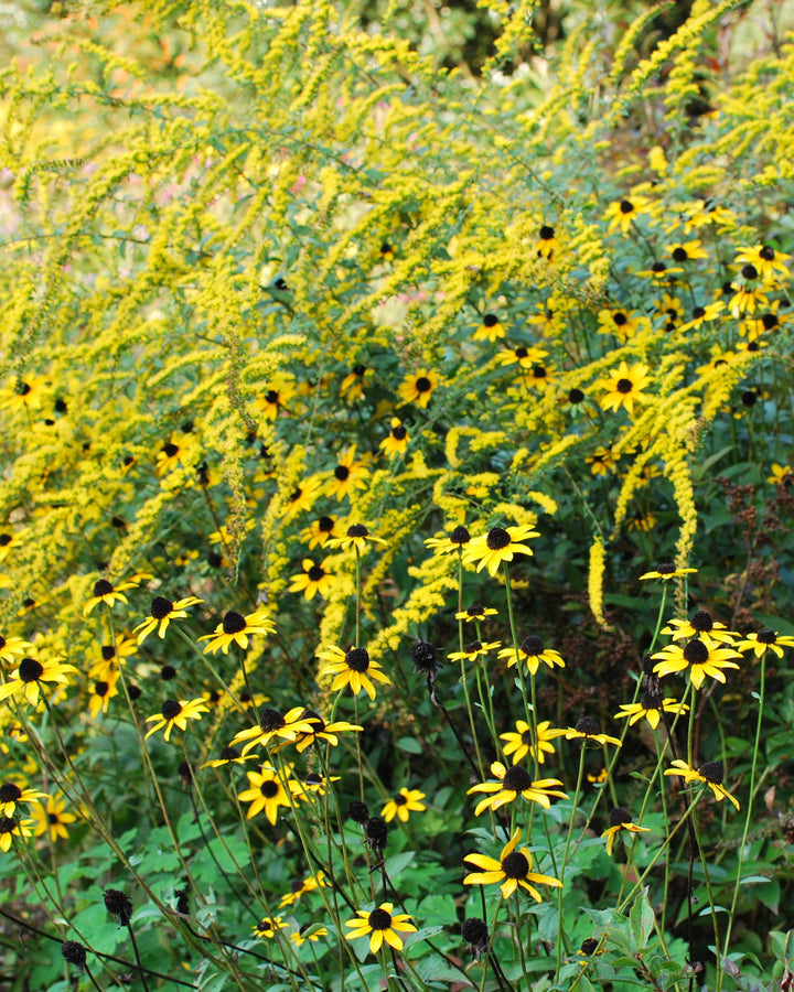 Rudbeckia fulgida var. fulgida (Black-Eyed Susan)
