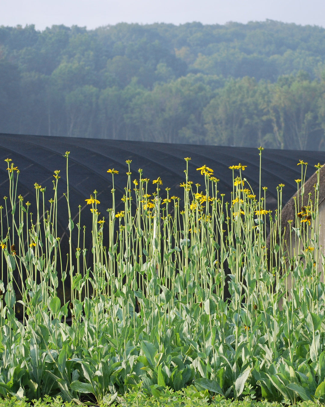 Rudbeckia maxima (Coneflower)