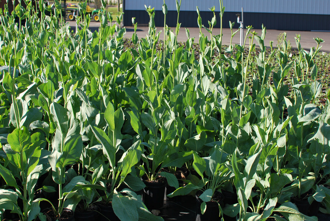 Rudbeckia maxima (Coneflower)