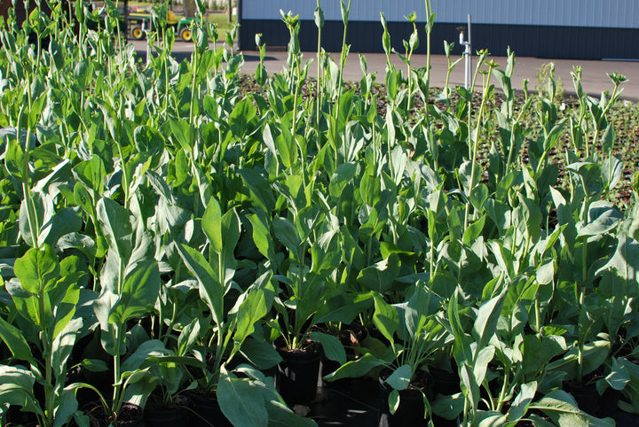Rudbeckia maxima (Coneflower)