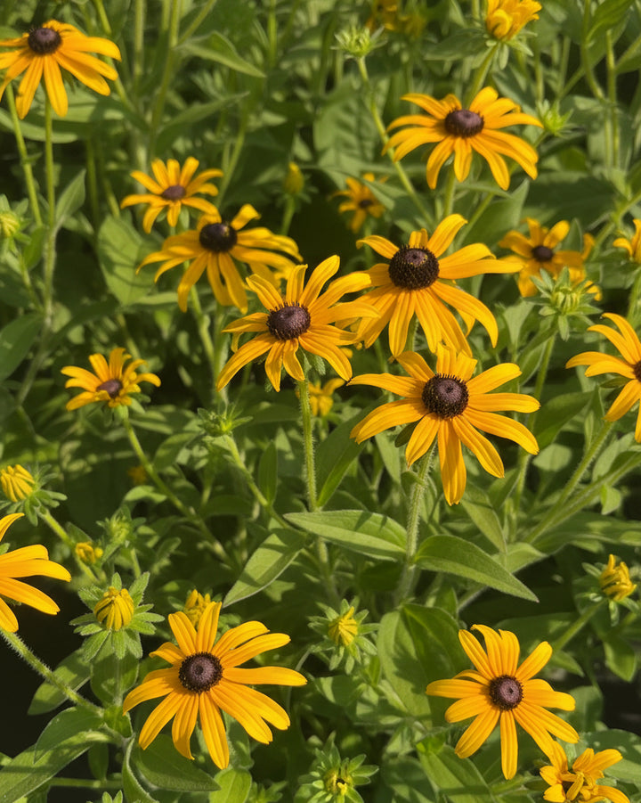 Rudbeckia fulgida var. deamii (Black Eyed Susan)