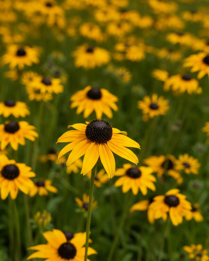 Rudbeckia fulgida var. fulgida (Black-Eyed Susan)