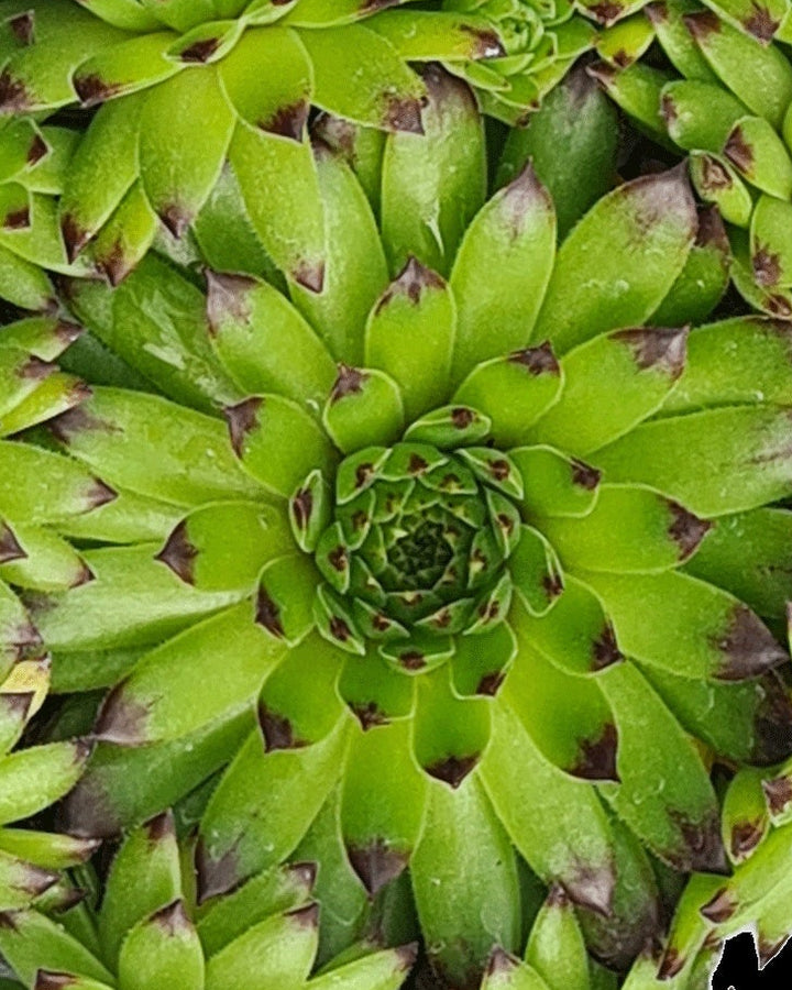 Sempervivum Colorockz® Emerald Swirl (Hens and Chicks)