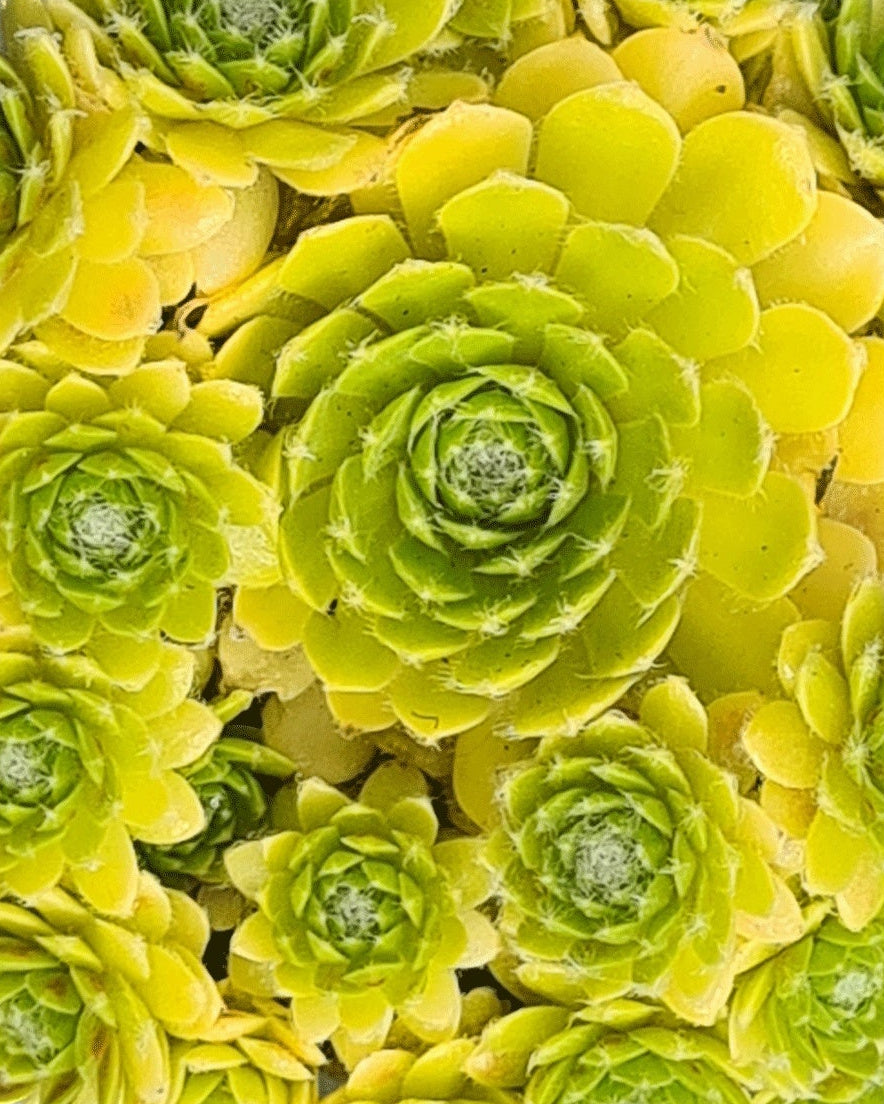 Sempervivum Colorockz® Lemon Flare (Hens and Chicks)
