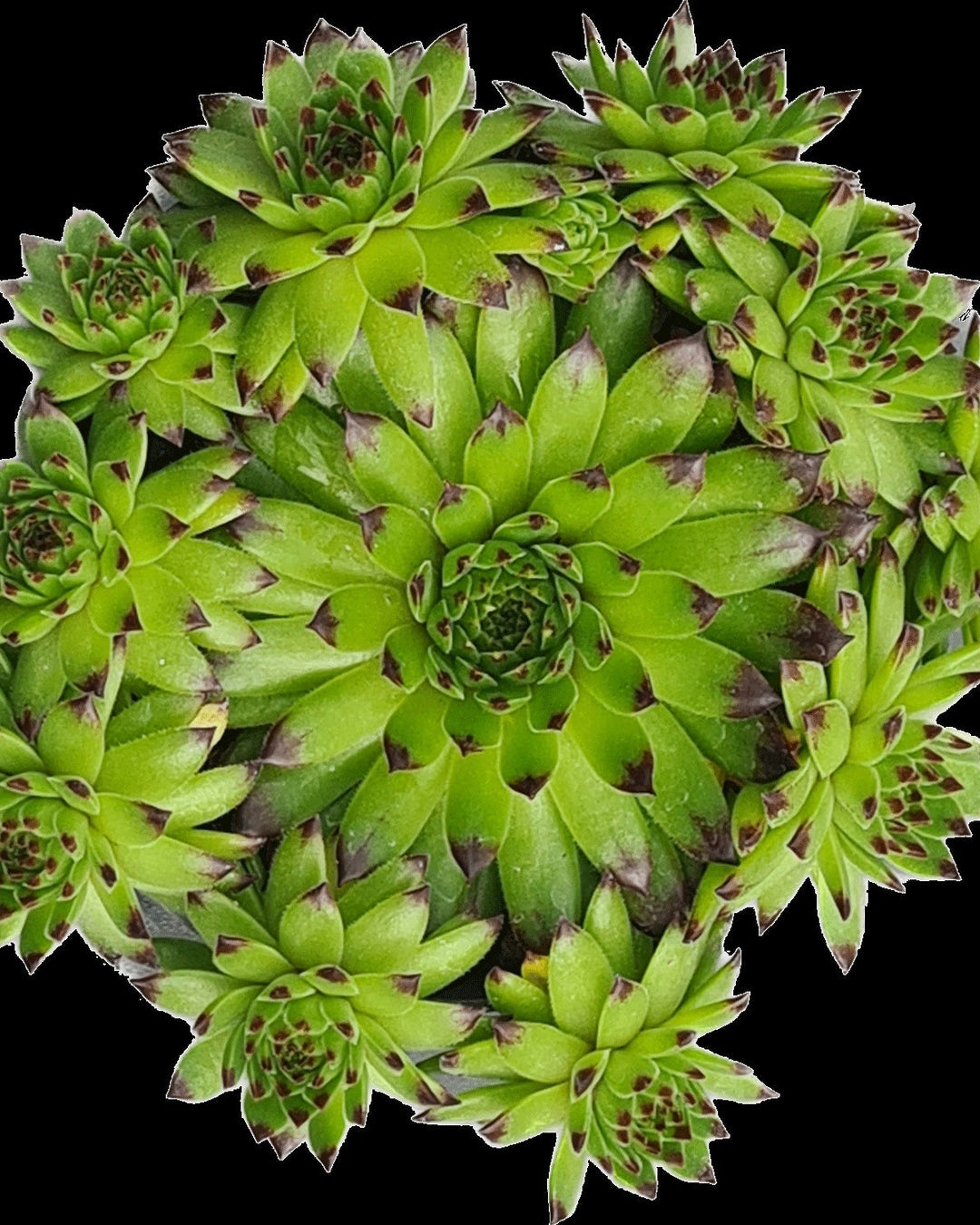 Sempervivum Colorockz® Emerald Swirl (Hens and Chicks)
