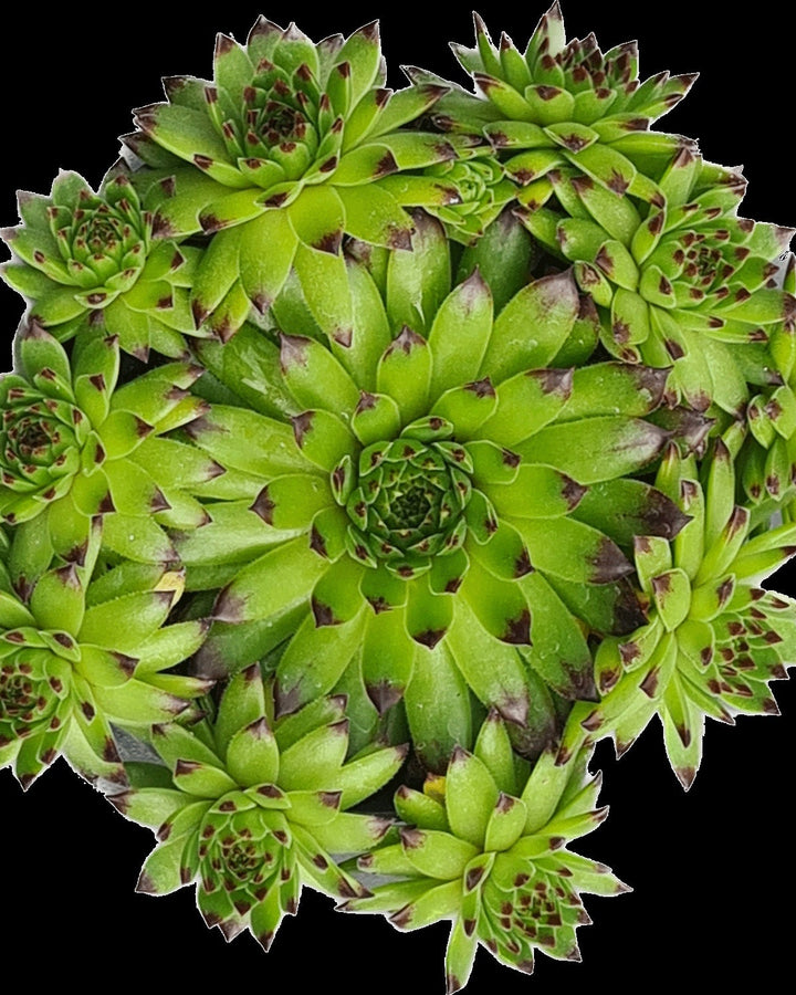 Sempervivum Colorockz® Emerald Swirl (Hens and Chicks)