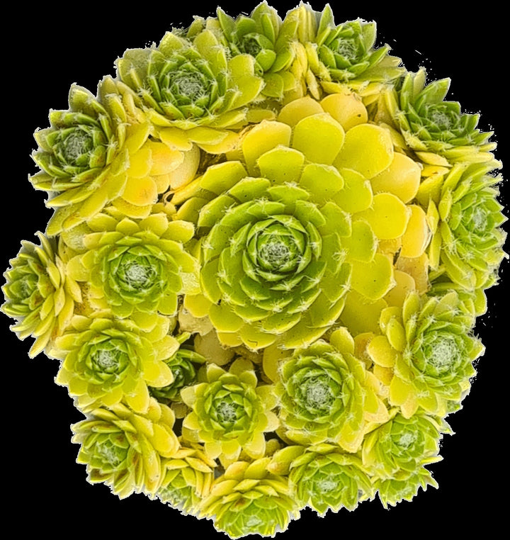 Sempervivum Colorockz® Lemon Flare (Hens and Chicks)
