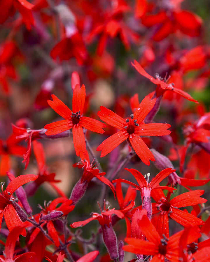Silene virginica 'Jackson Valentine' (Fire Pink)